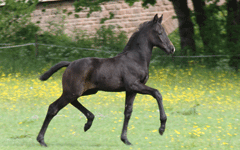 Lady Ann, Tochter von Anna