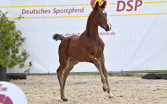 Fohlen 2022 von Cara, De Beaux