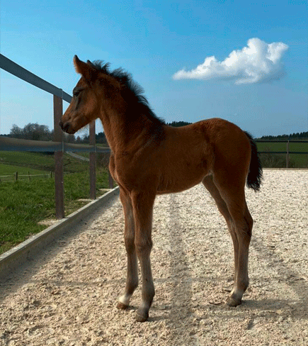 La Jolie